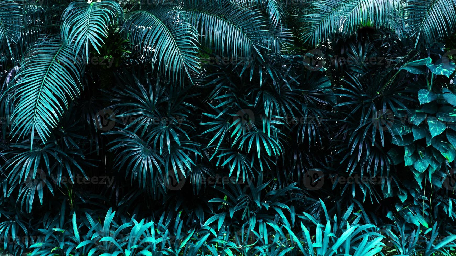 tropical glowing leaves. photo
