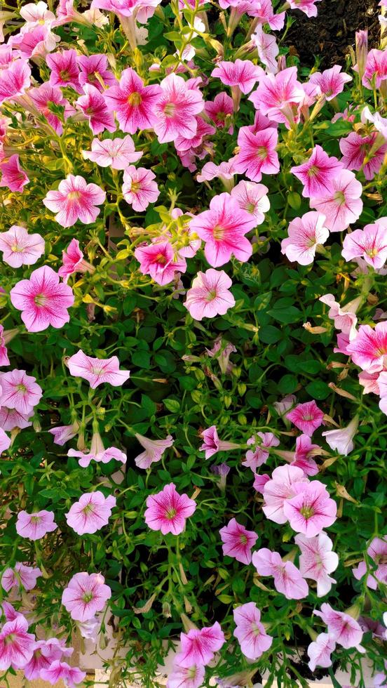 the colorful flowers photo