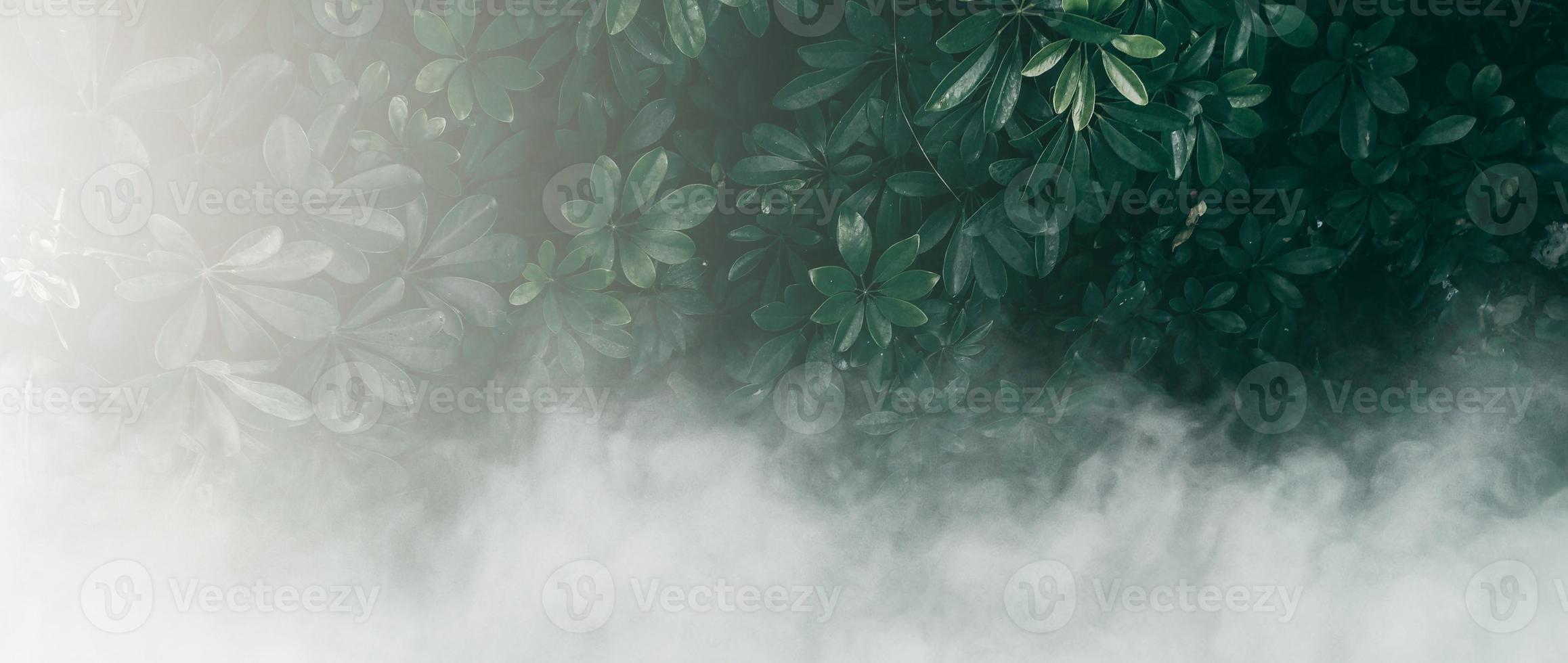 Vertical garden with tropical green leaf with fog and rain, Dark tone photo