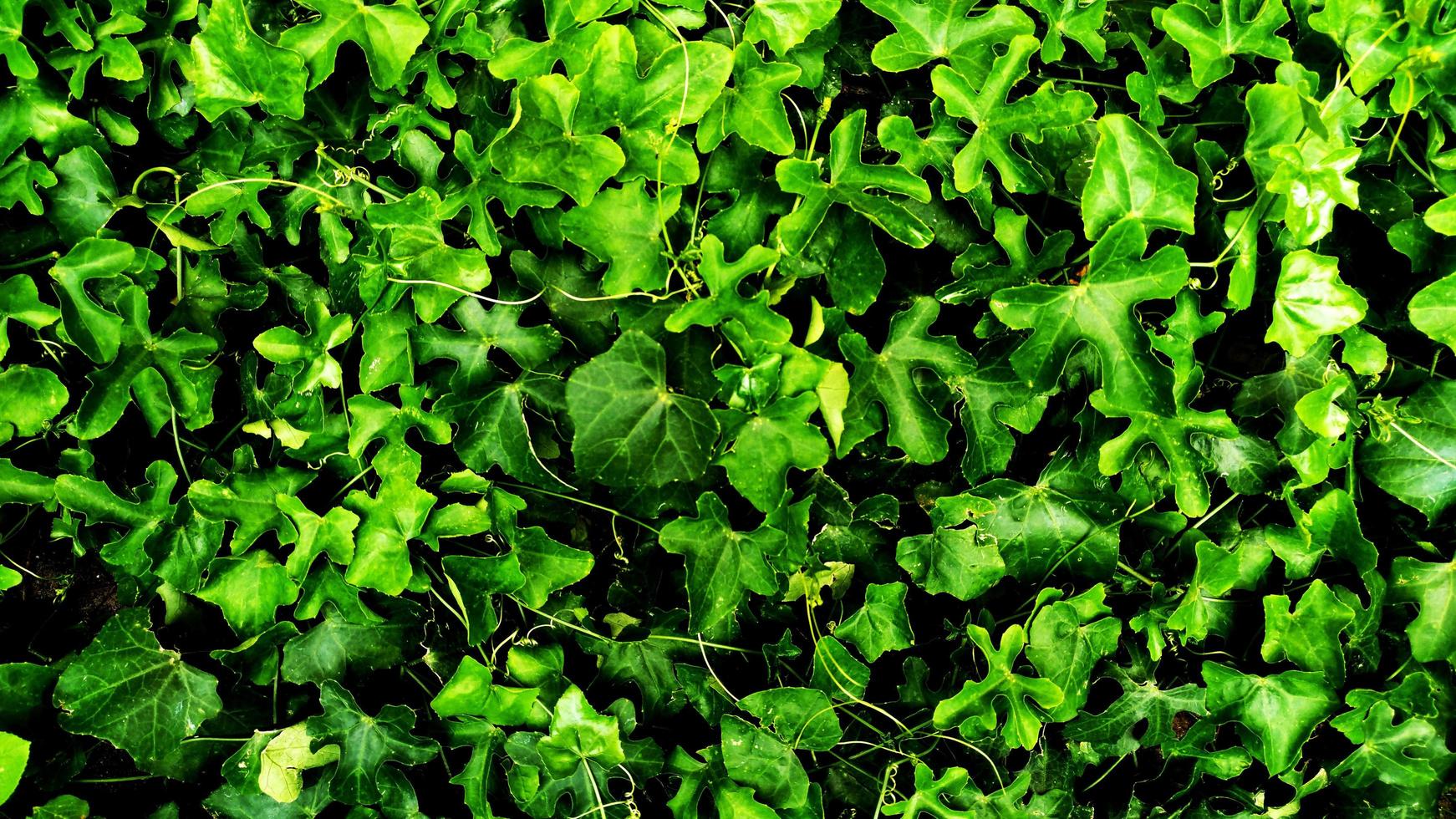 hoja verde tropical foto