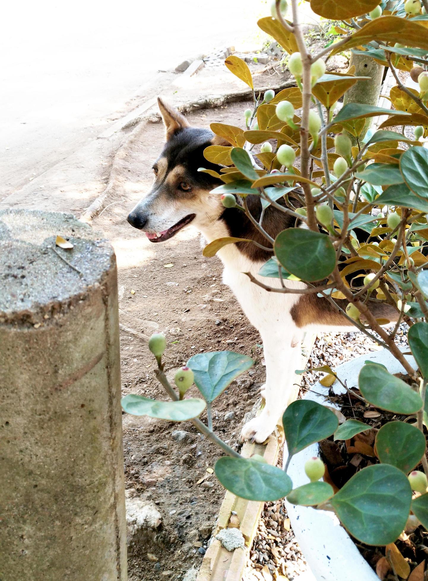 The dog behind tree 5882306 Stock Photo at Vecteezy