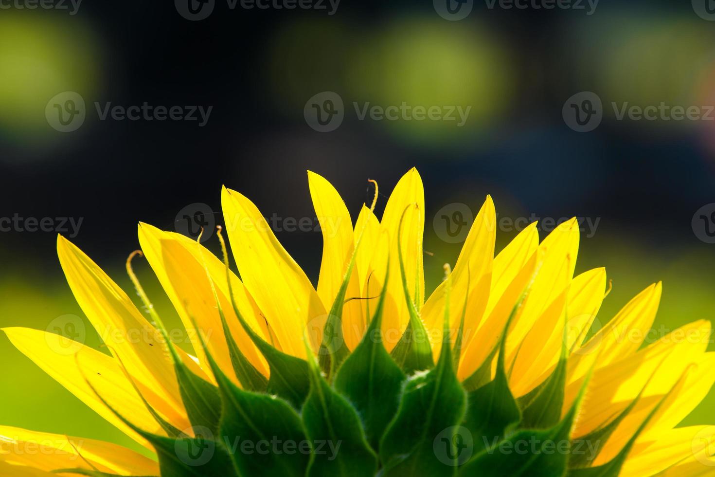 girasoles que florecen en el jardín en primavera. foto