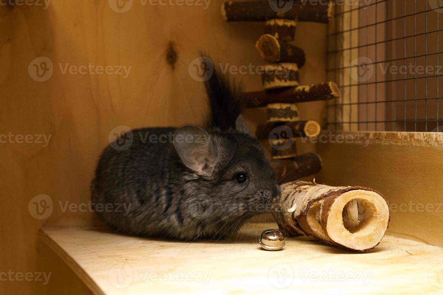 cute gray chinchilla in a cage photo