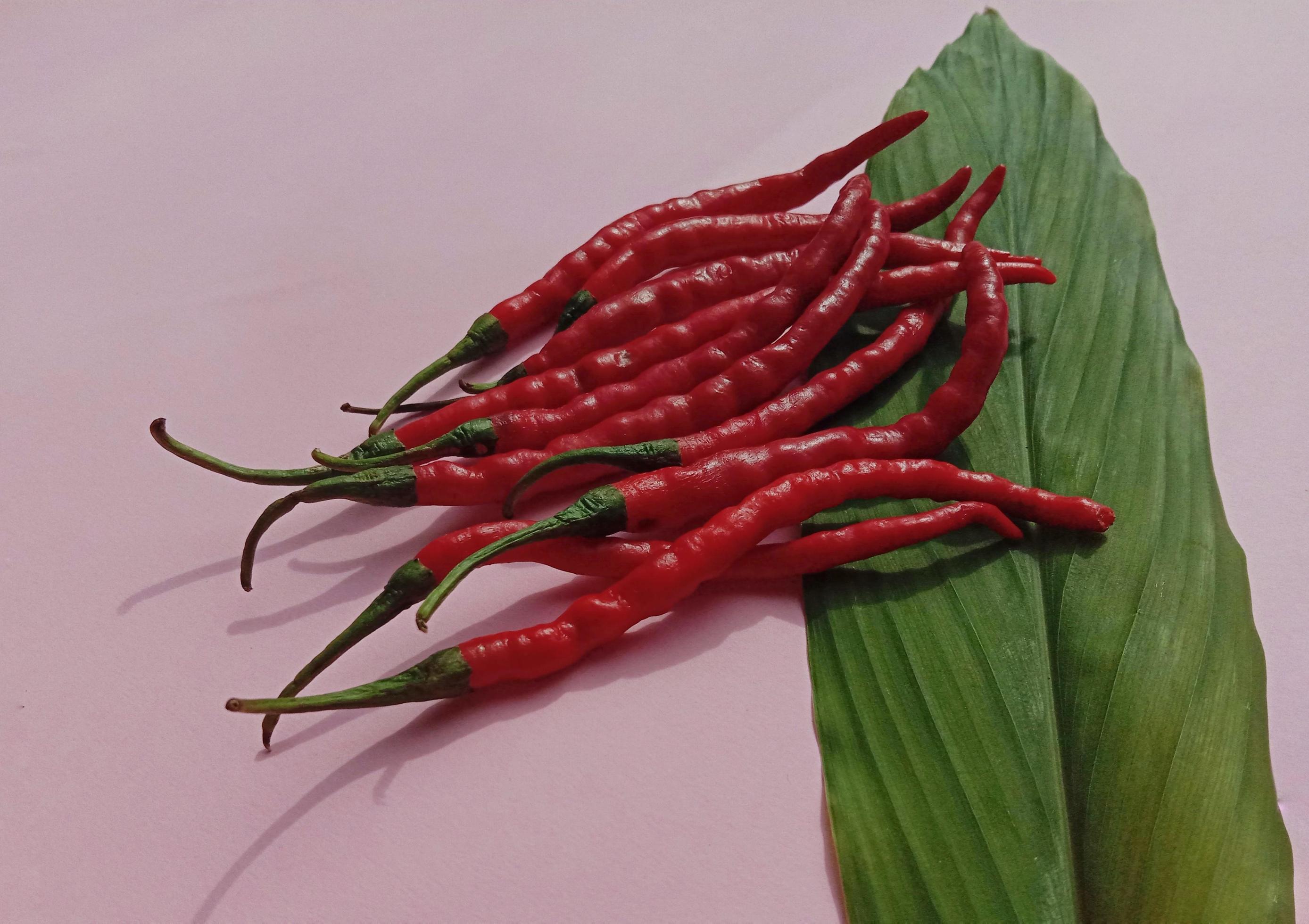 Big red chili and curly red chili. With pink background 5883760 Stock