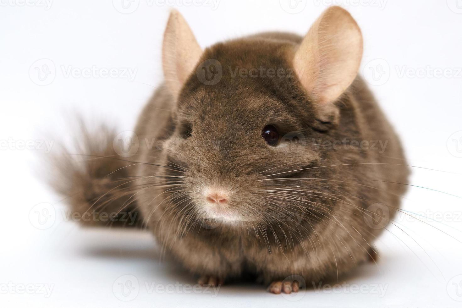 cute brown chinchilla on white background photo