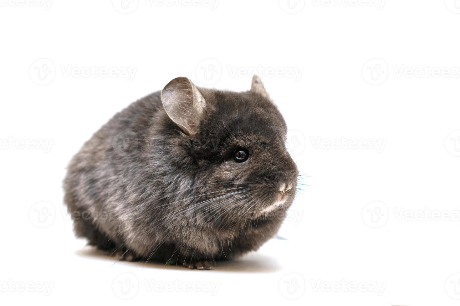 Black chinchilla on a white background photo