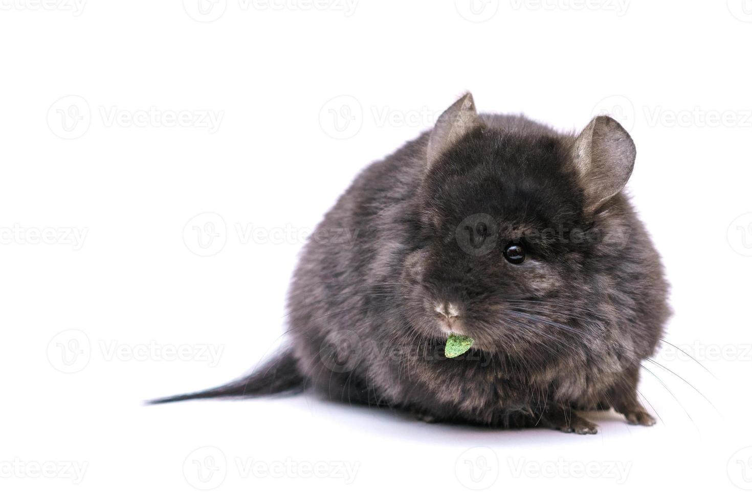 Cute chinchilla comiendo sobre fondo blanco. foto