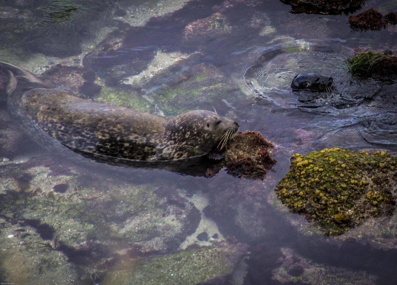 Seals, Mom and Pup In Tide Pool At Beach photo