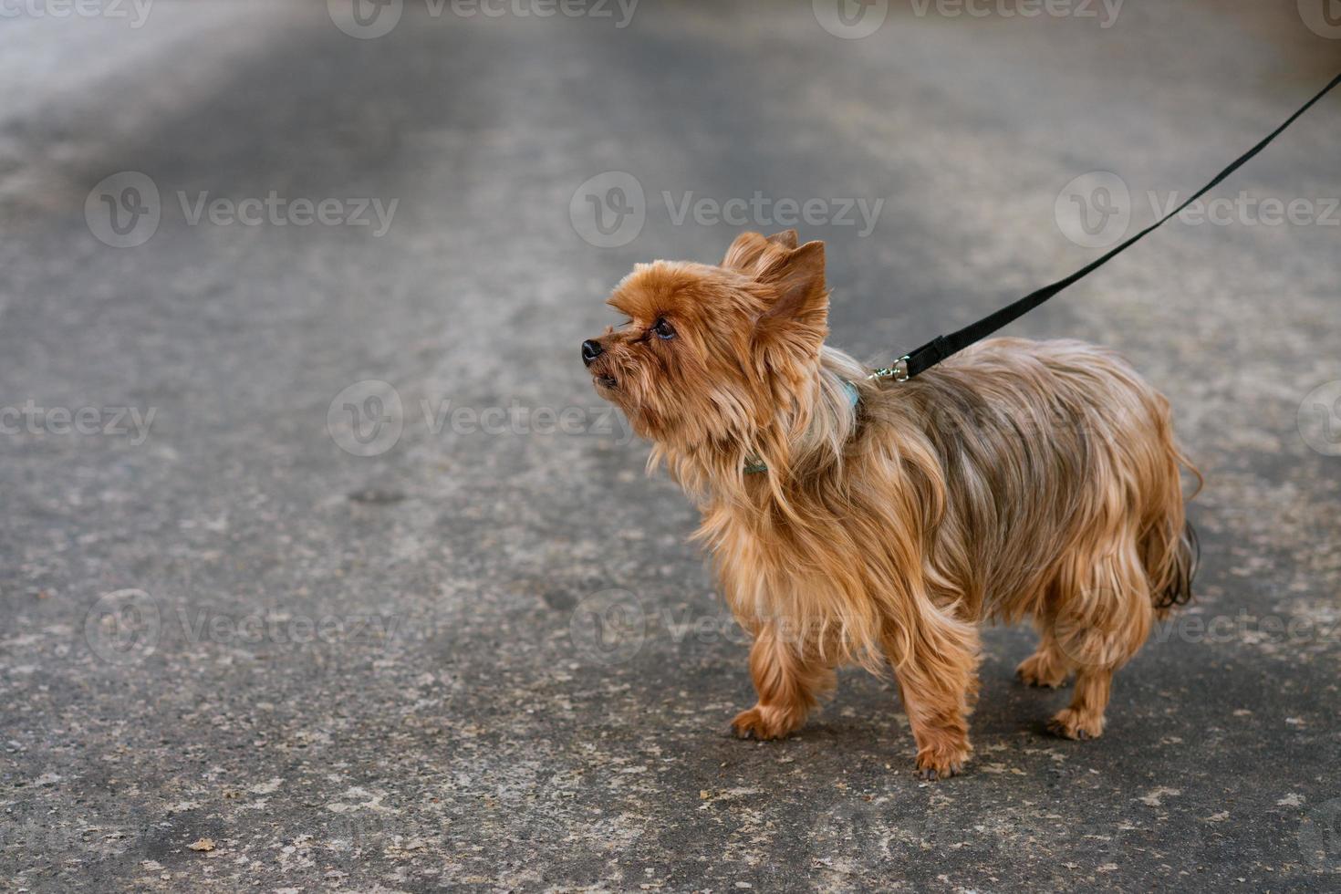 Funny thoroughbred beautiful yorkshire terrier of brown color for walk on leash photo