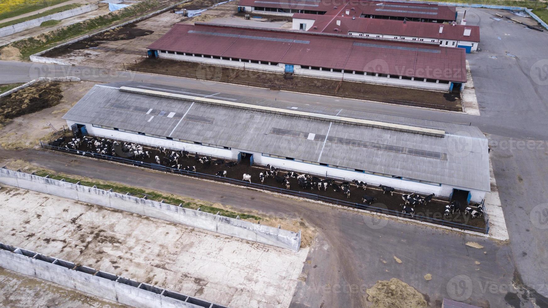 vista de pájaro desde un dron volador de la gran granja con vacas en medio de los campos. foto