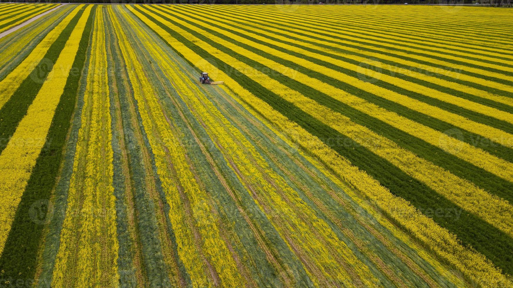 tractor on a yellow-green rape field photo