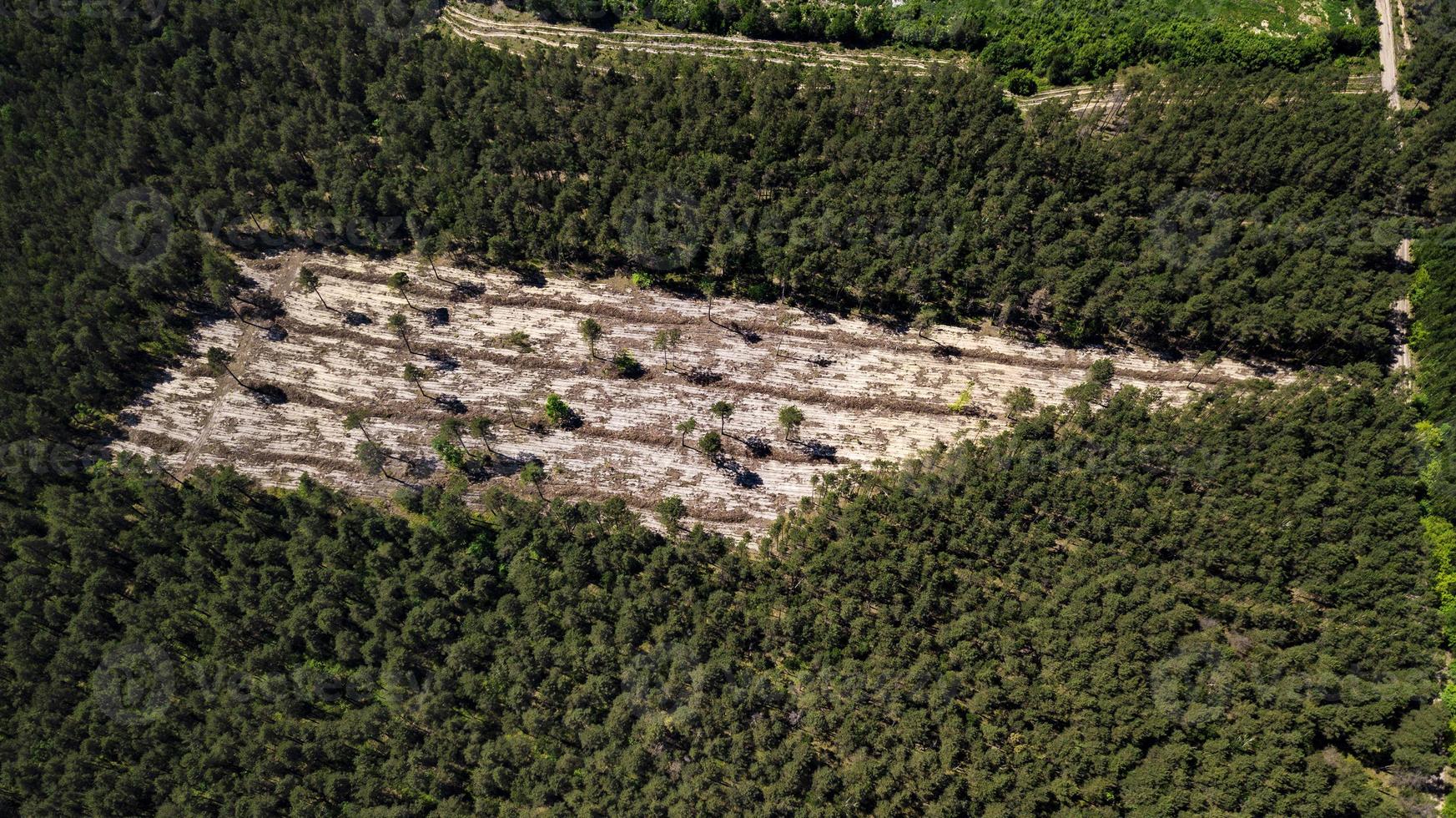 illegal cutting of forest, empty forest glade aerial photography with drone photo