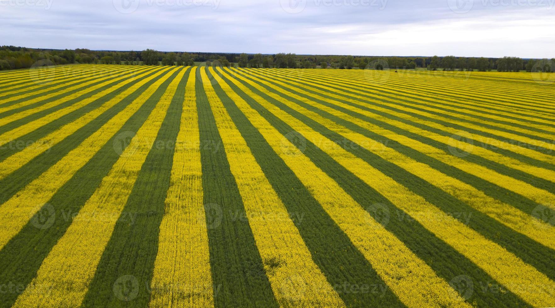 campo de colza verde-amarillo una vista desde arriba con drone foto