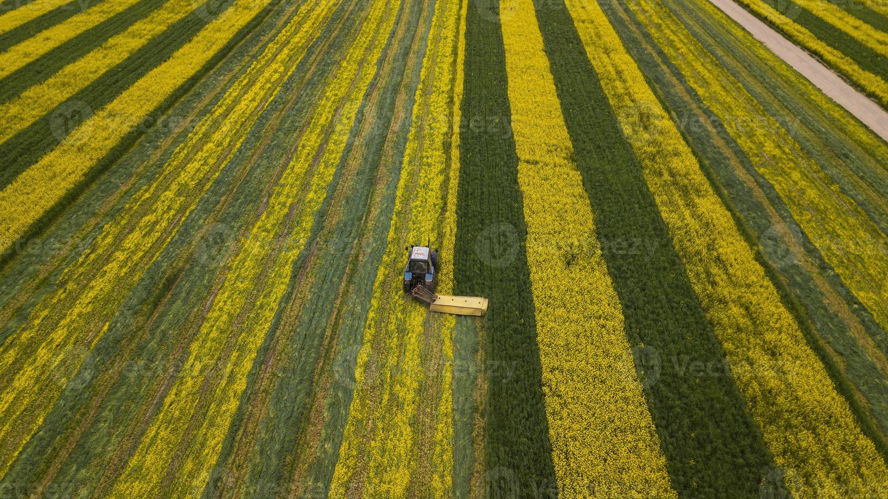 tractor en un campo de colza amarillo-verde foto