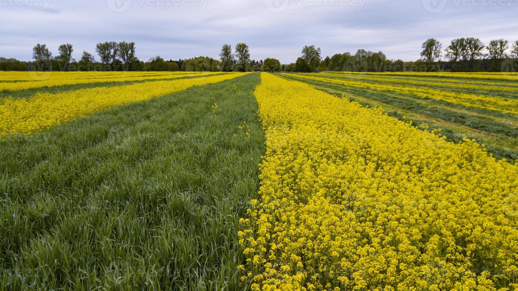 colorido campo de canola agricultura foto