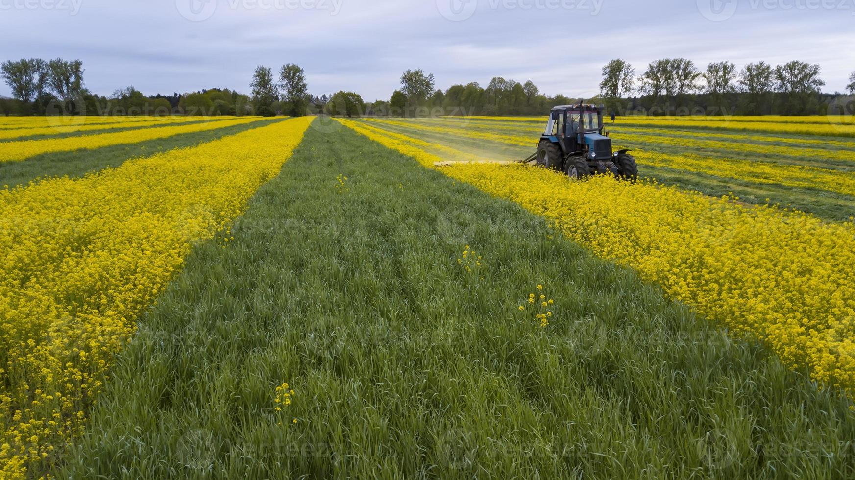 segando la fotografía aérea del tractor de colza con un dron foto