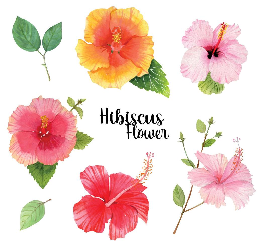 Hibiscus watercolor vector collection