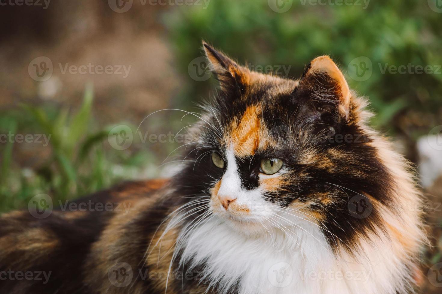 el gato doméstico esponjoso mira a lo lejos. foto