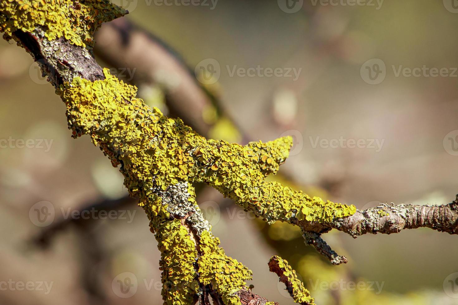 Green lichen close-up on a tree branch. photo