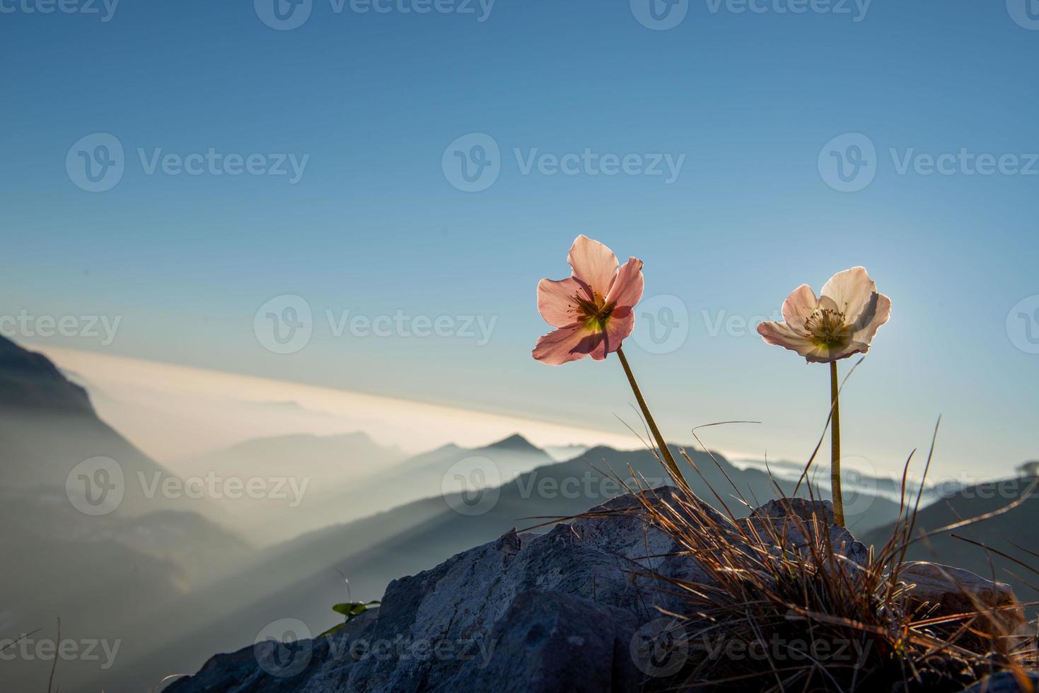 Blooming snowdrop in the at sunset in the mountains photo