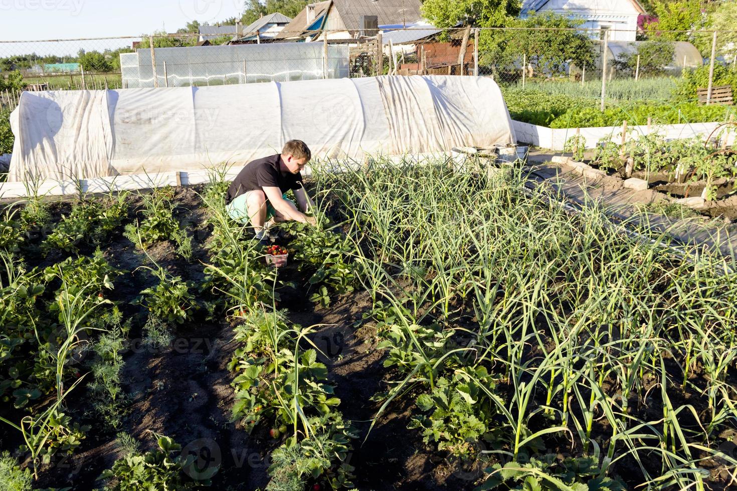 man picking strawberries in the garden photo