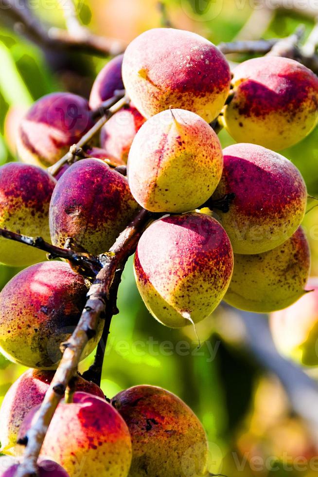 apricots on a branch photo