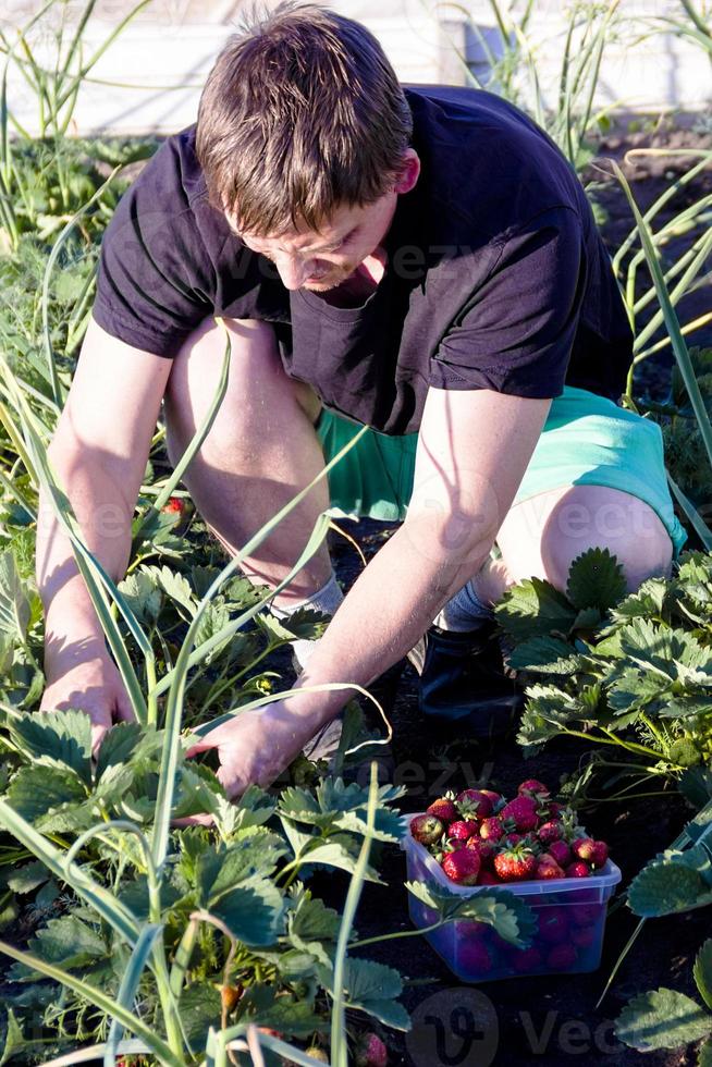 man picking strawberries in the garden photo