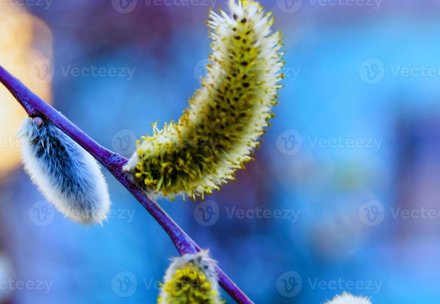 cerca de amentos de sauce. sauce en flor - despertando la naturaleza. foto