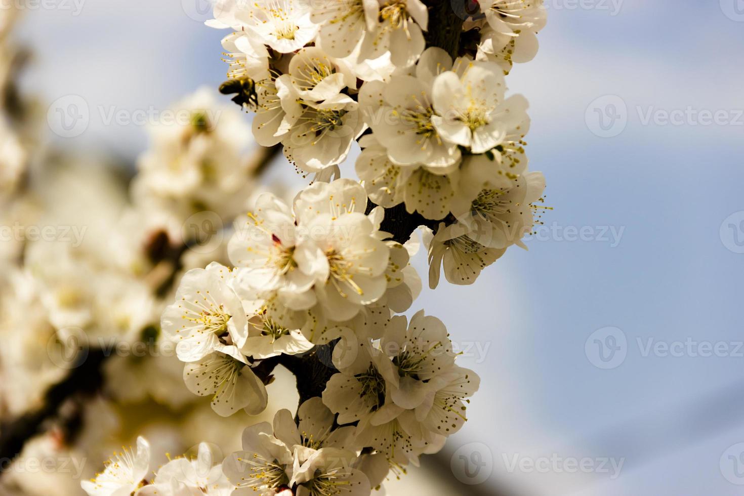 Flores blancas y capullos de un albaricoquero en flor de primavera foto