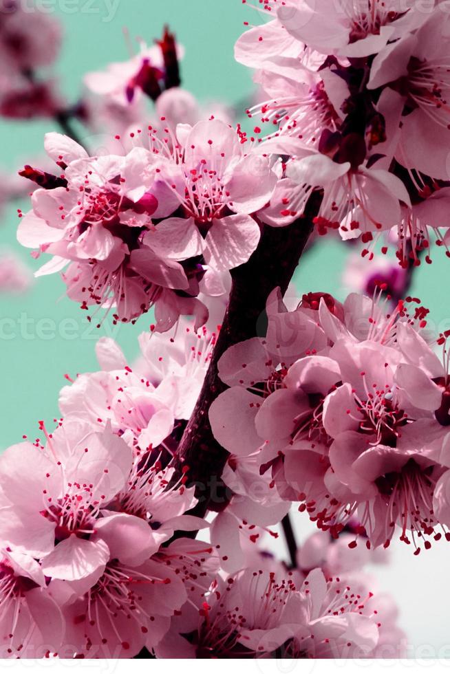 Flores blancas y capullos de un albaricoquero en flor de primavera foto