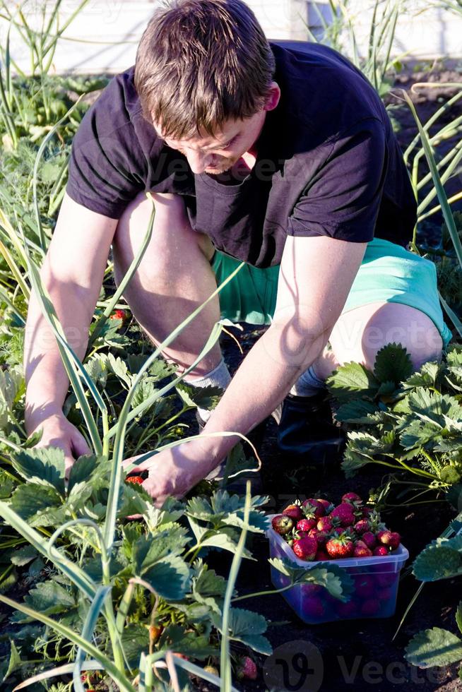 hombre recogiendo fresas en el jardín foto