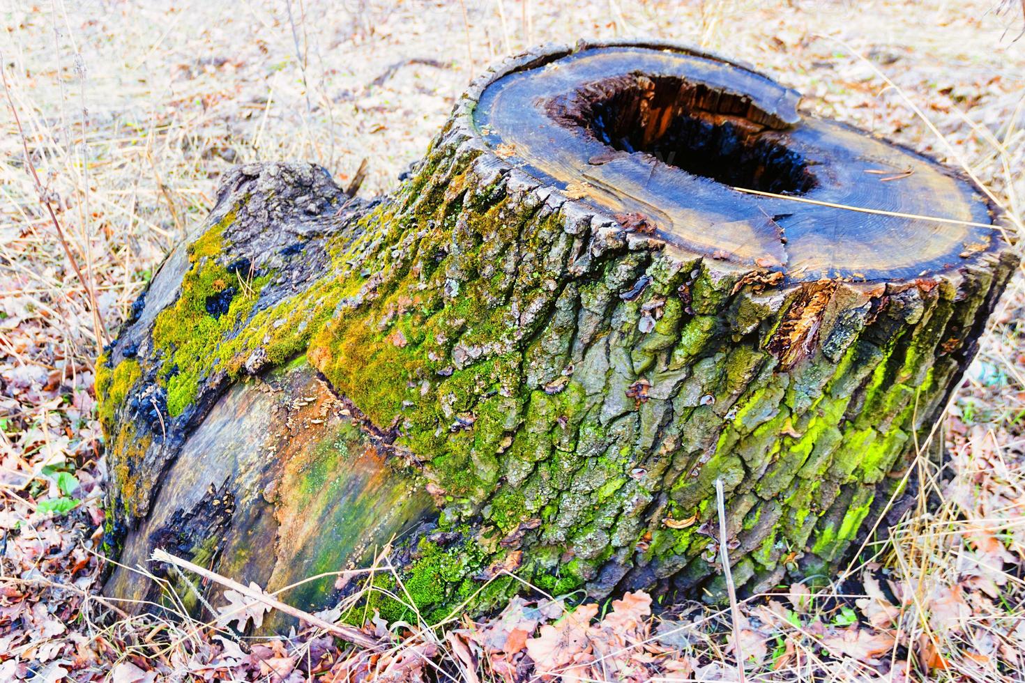 old stump on whitch green moss grows photo