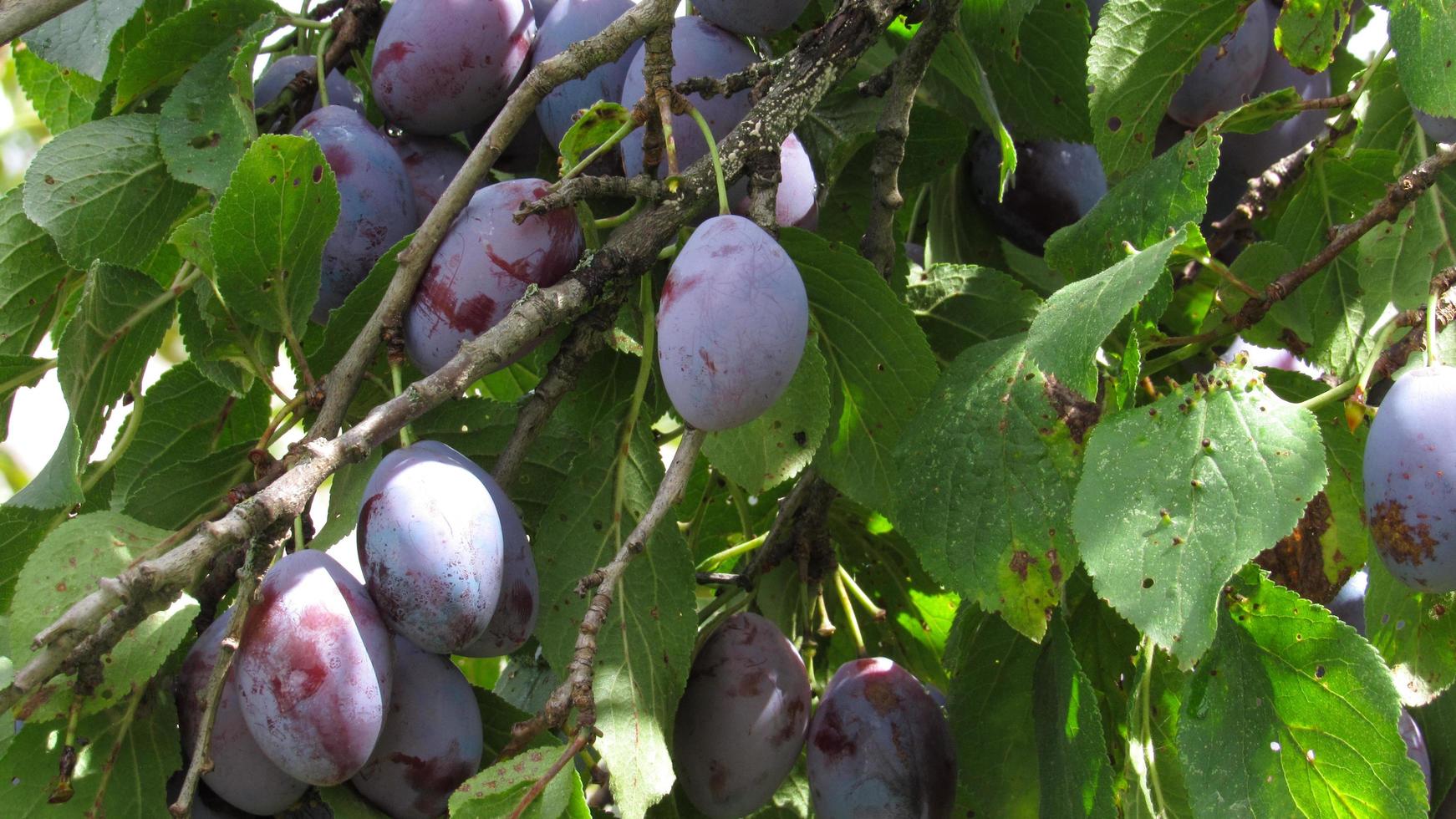 ciruelas en el árbol foto