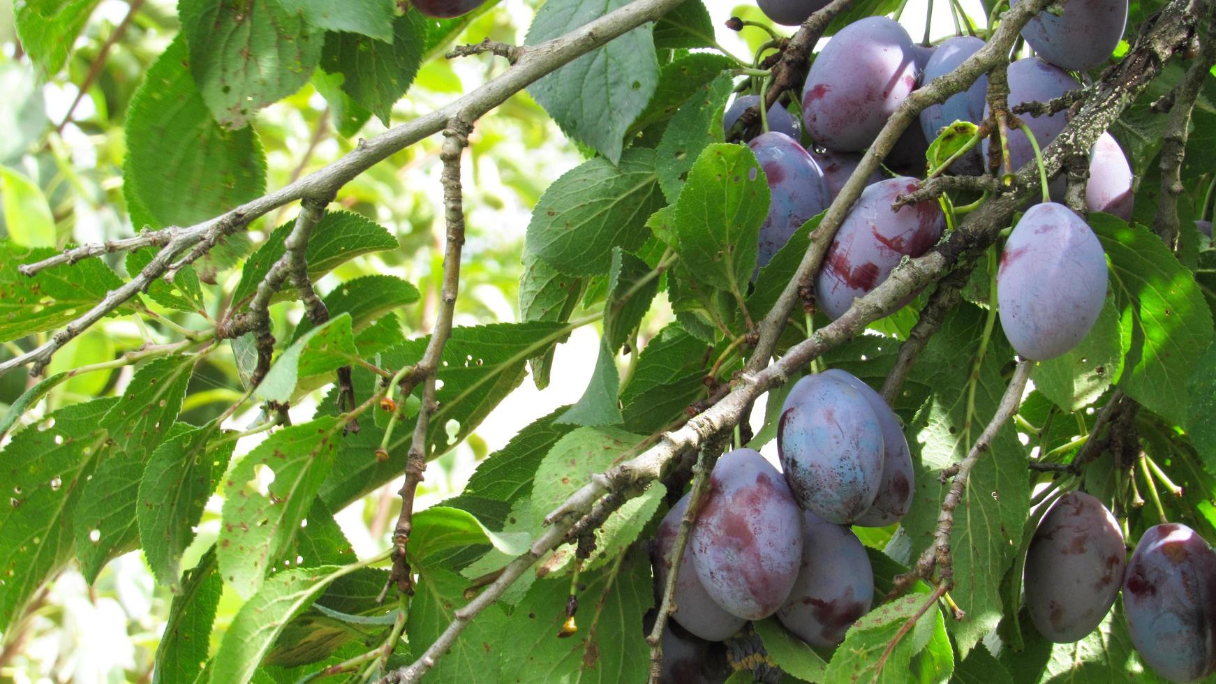 plums on the tree photo