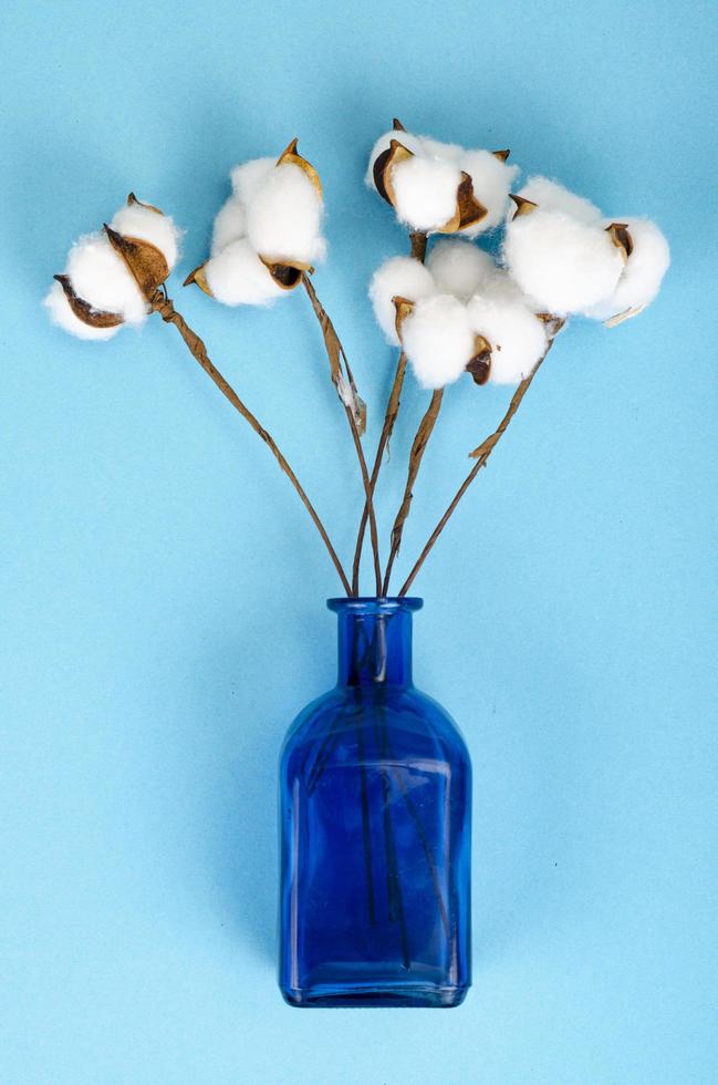 delicadas flores blancas de algodón esponjoso sobre fondo de papel azul pastel, vista superior. fibra orgánica natural, materias primas para la fabricación de telas. foto de estudio