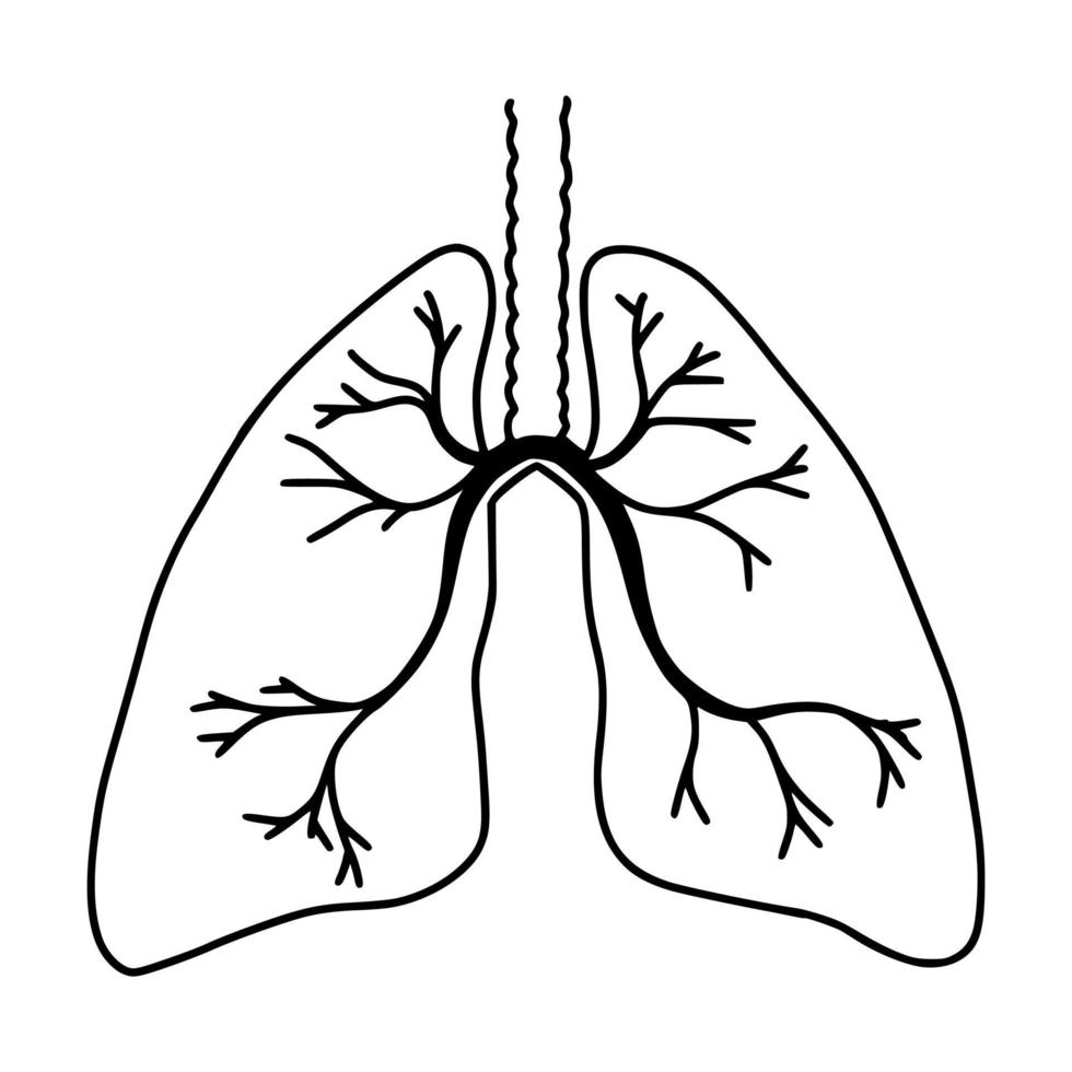 dibujado a mano de pulmones, estilo garabato. órganos internos del elemento de diseño humano, anatomía, concepto de medicina. cuidado de la salud. ilustración vectorial vector