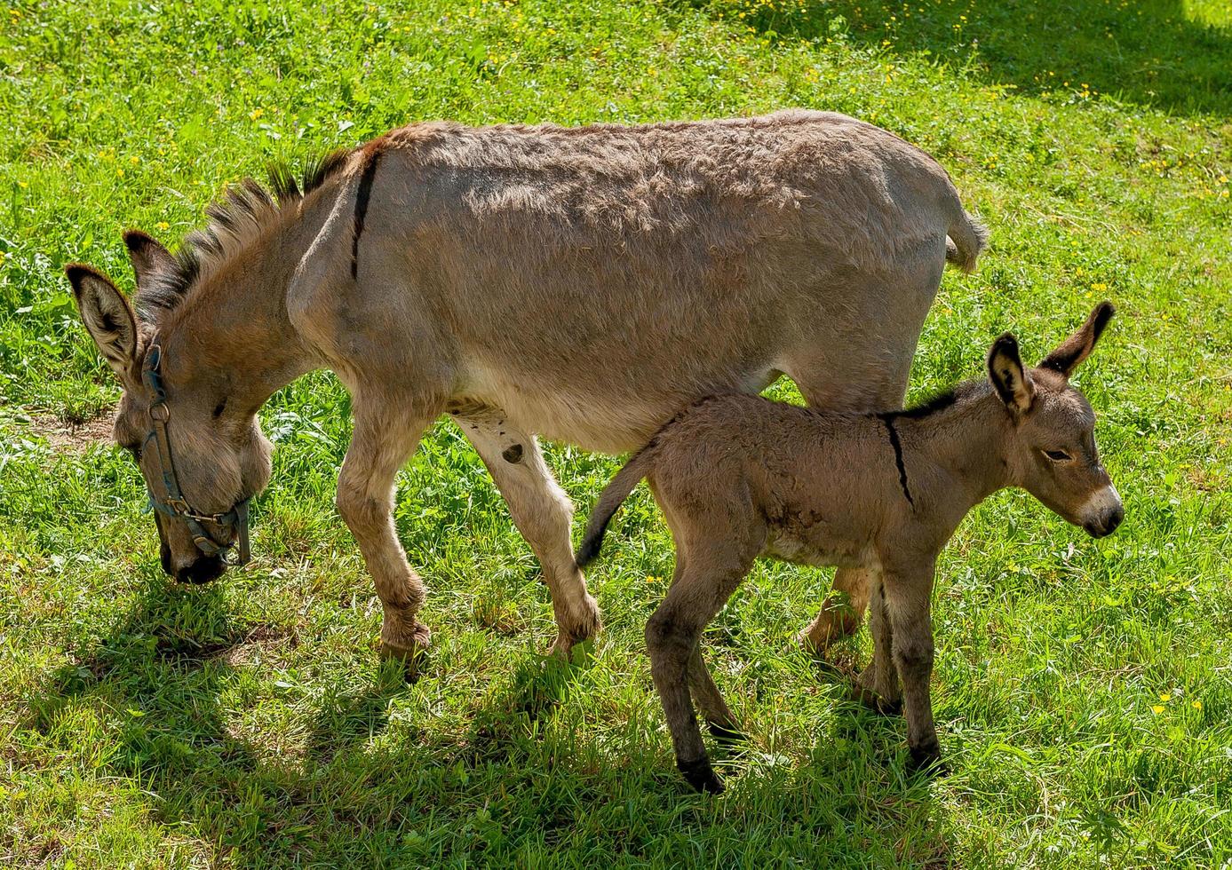 Donkey with foal photo
