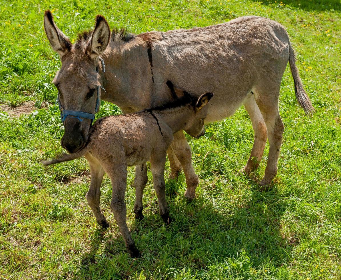 Donkey with foal photo