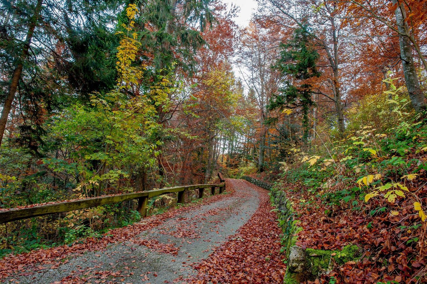 Path in the woods photo