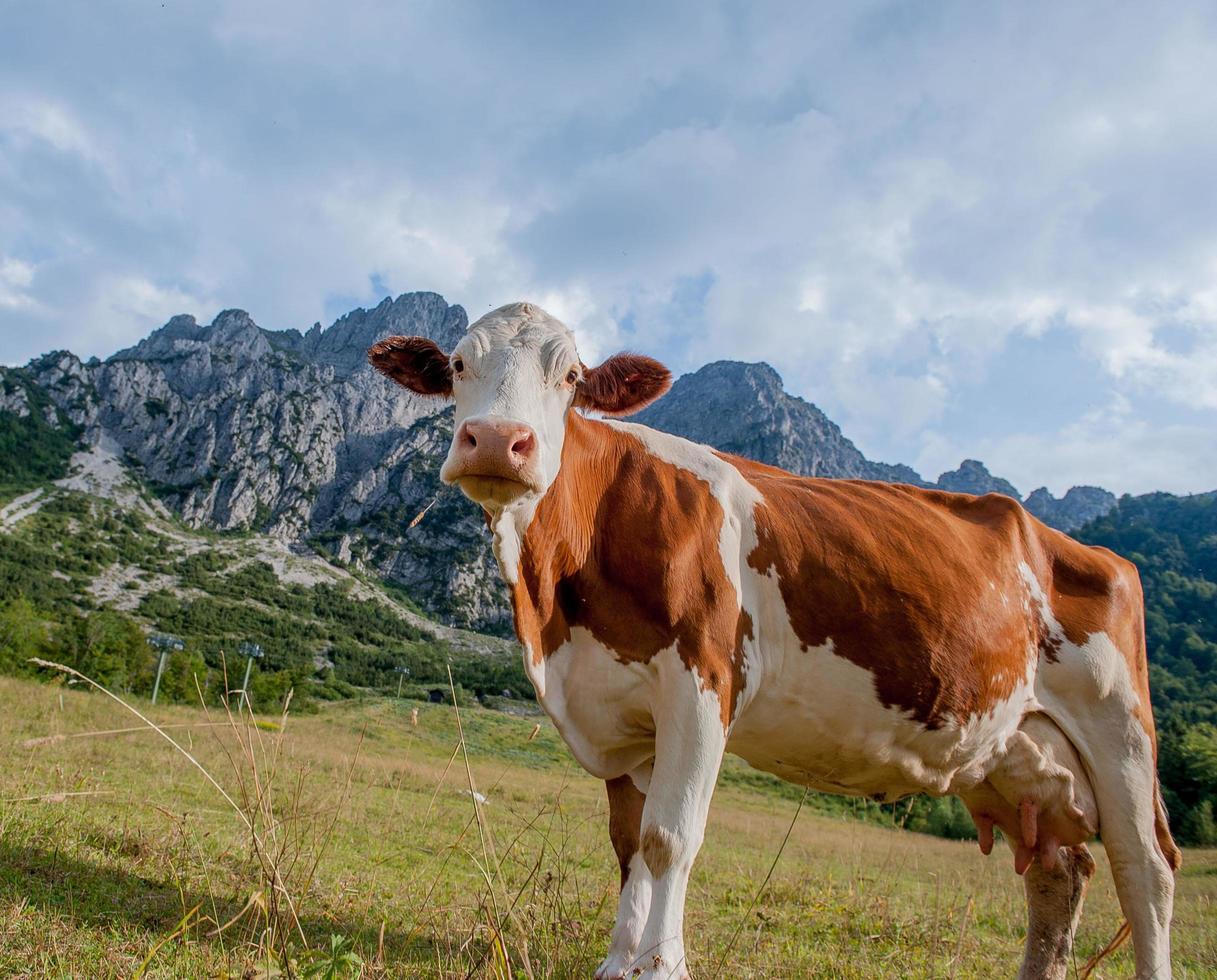 vaca pastando en una granja orgánica foto