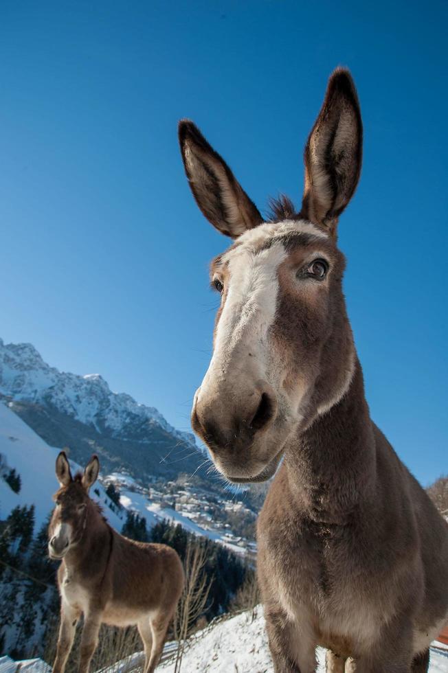 Donkeys grazing in freedom photo