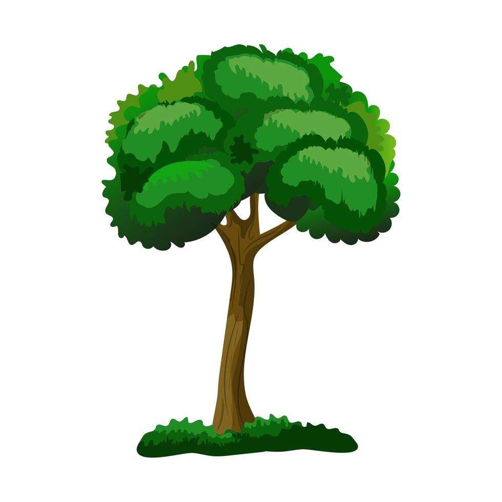 Árbol caducifolio verde realista aislado sobre fondo blanco - vector