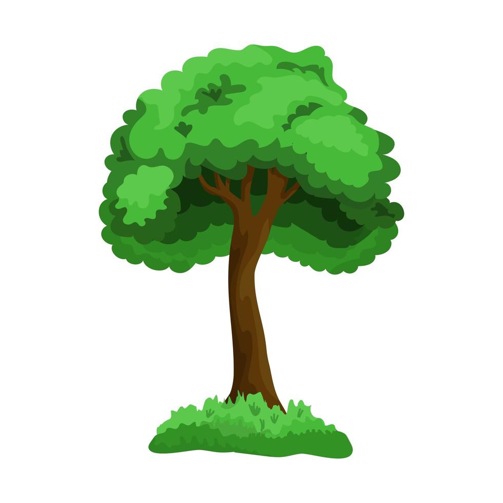 Árbol caducifolio verde realista aislado sobre fondo blanco - vector