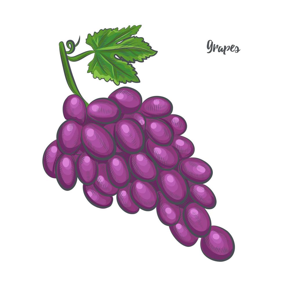 ilustración de vector de boceto de uvas.