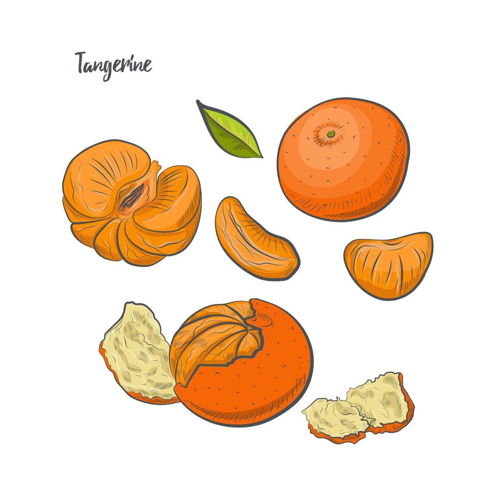 Ilustración de vector de dibujo de fruta de mandarina.