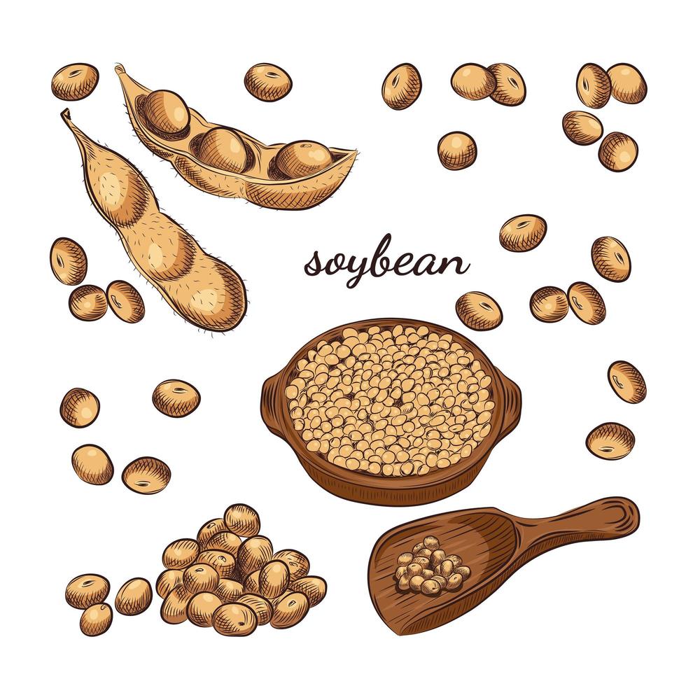 Soybean bowl and pods hand drawn sketch on white background. vector