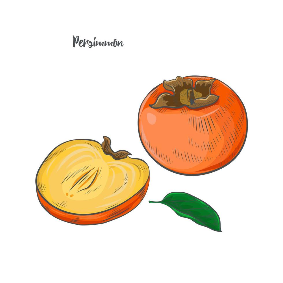 Ilustración de vector de boceto de fruta de caqui.