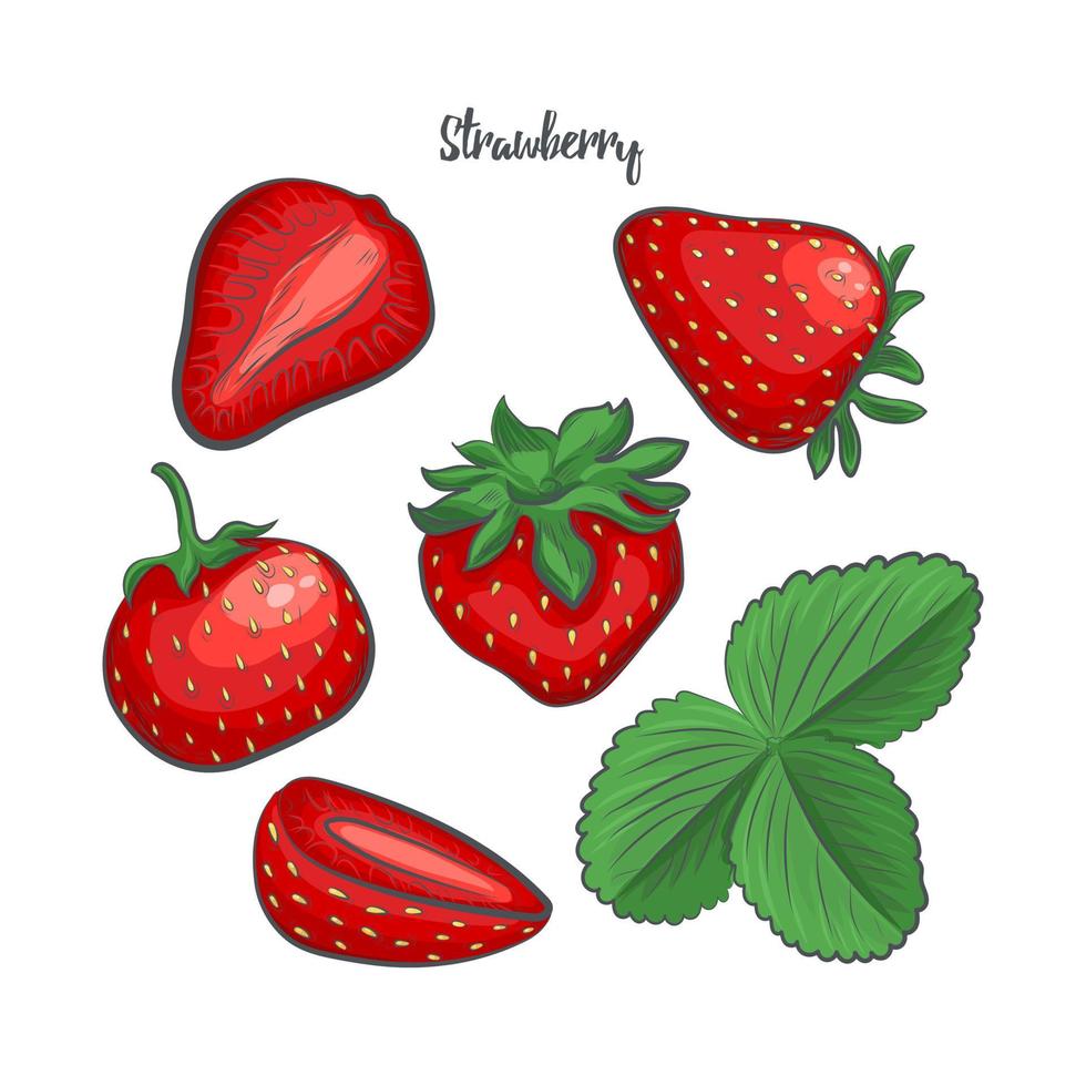 Strawberries sketch vector illustration.