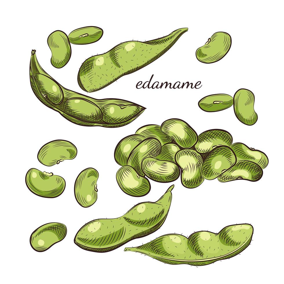 frijoles edamame y vainas aisladas sobre fondo blanco. vector