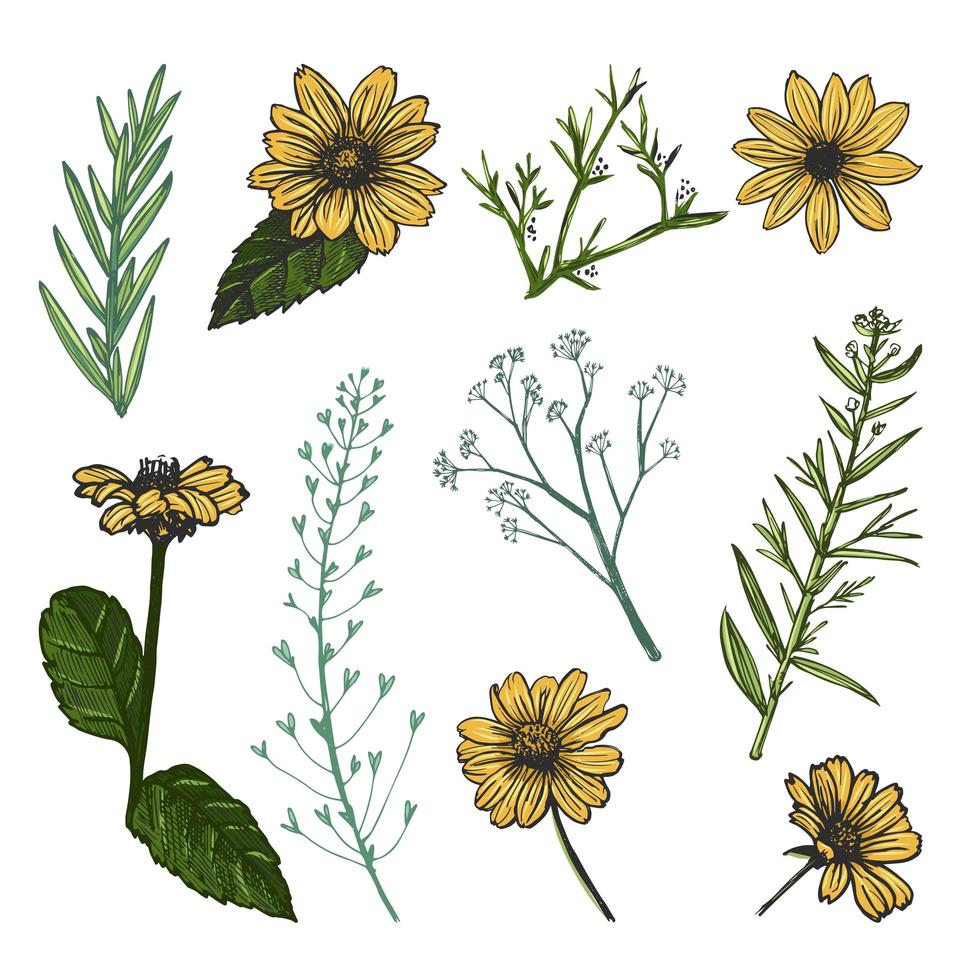 Helianthus and herb plants hand drawn sketch. vector